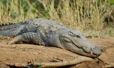 Crocodile trip in Goa
