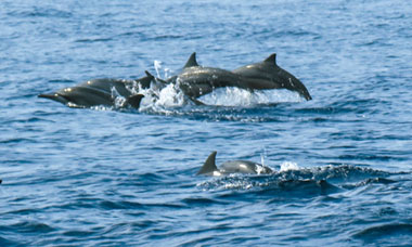 Dolphin trip in Goa