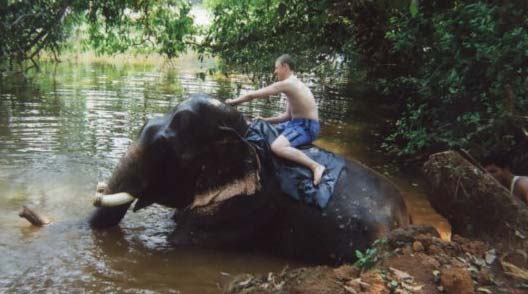 Elephant ride in Goa